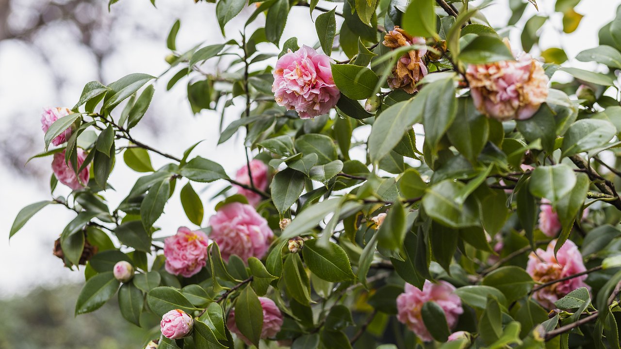 Главная картинка новости: Летнее черенкование роз: почему черенки гибнут и как это исправить