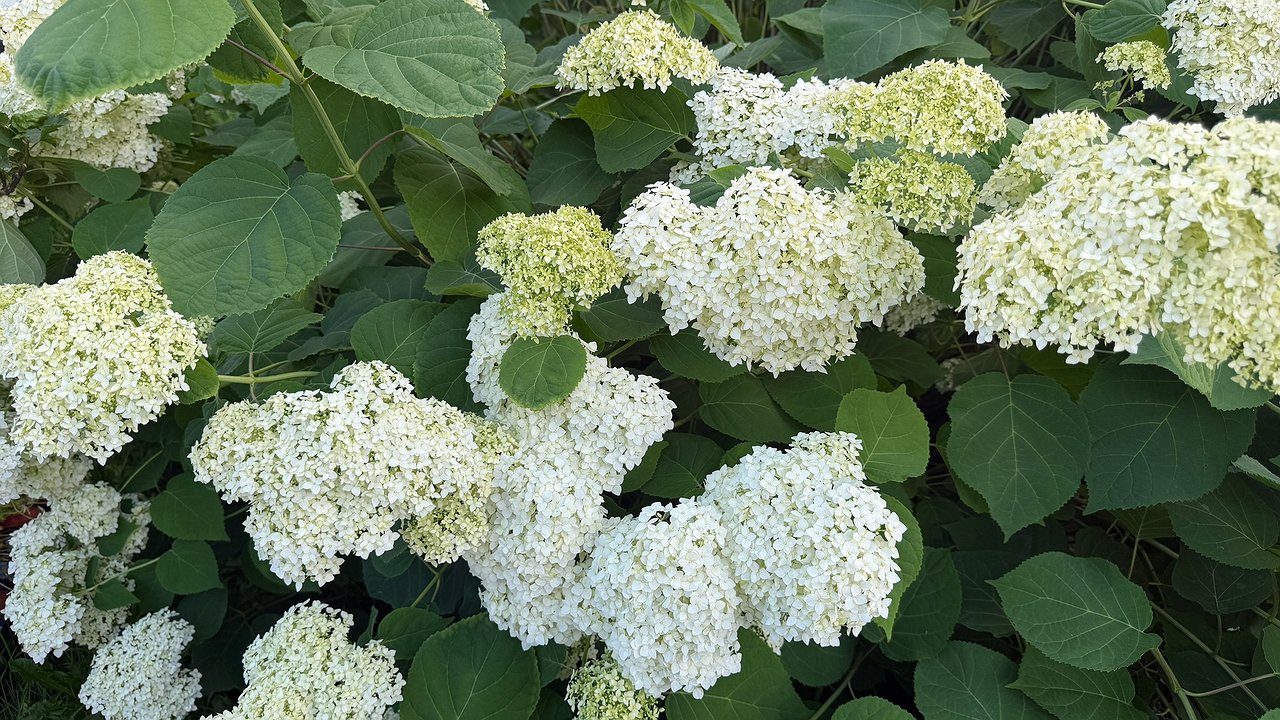 Главная картинка новости: Осенняя обрезка гортензий для пышного цветения: главные секреты