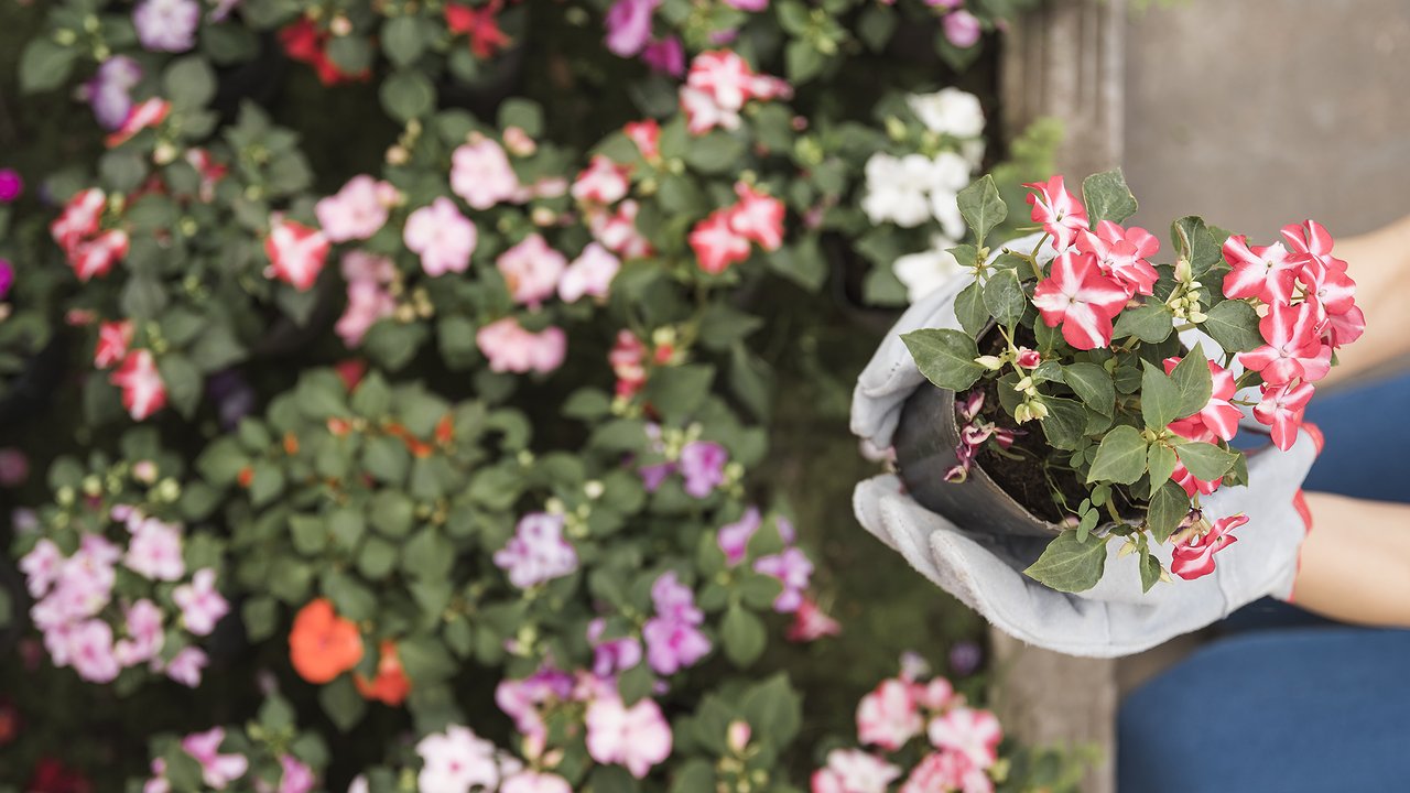 Главная картинка новости: Создаем цветник мечты: простые советы для начинающих