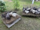 Зимняя замена траве для кур — и в курятнике яиц тьма: несутся наперебой как летом