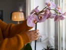 С этой доступной добавкой орхидея выдает невероятное цветение