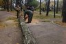 Миниатюра новости: В Воронеже спилили 54 аварийных дерева возле Олимпика и областной больницы