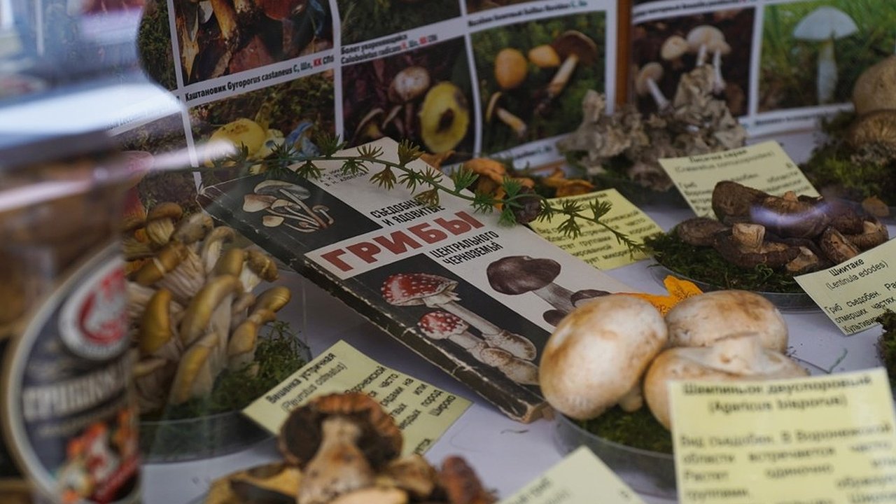 Главная картинка новости: В Воронеже открылась бесплатная выставка «Планета грибов 2025»