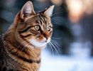 Тайная жизнь кошек зимой: как они выживают в морозы на улице