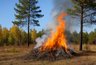 Миниатюра новости: В пригородных лесах Воронежа начали сжигать древесные остатки после санитарных рубок