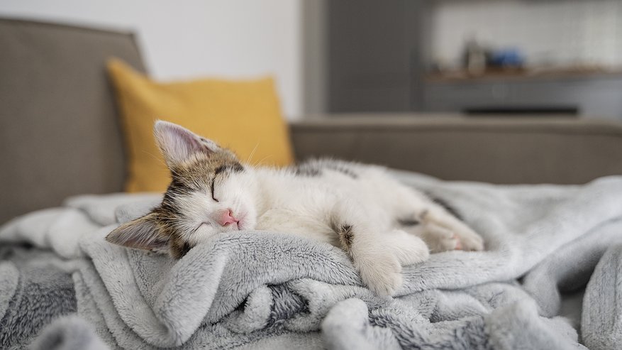 Главная картинка новости: Почему кошка всегда ложится на ваше место?