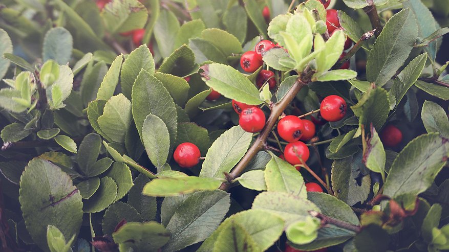 Главная картинка новости: Боярышник: почему эти ягоды стоит есть с осторожностью