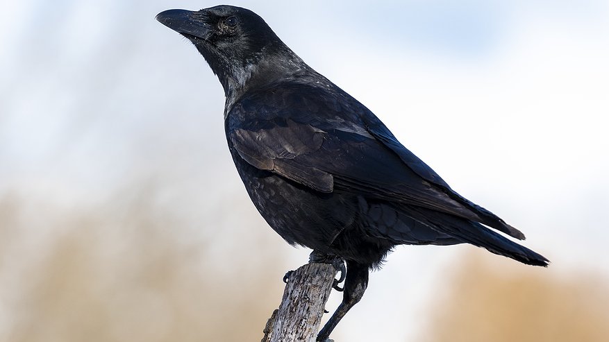 Главная картинка новости: Обычные вороны оказались гениями: как птицы творят по памяти