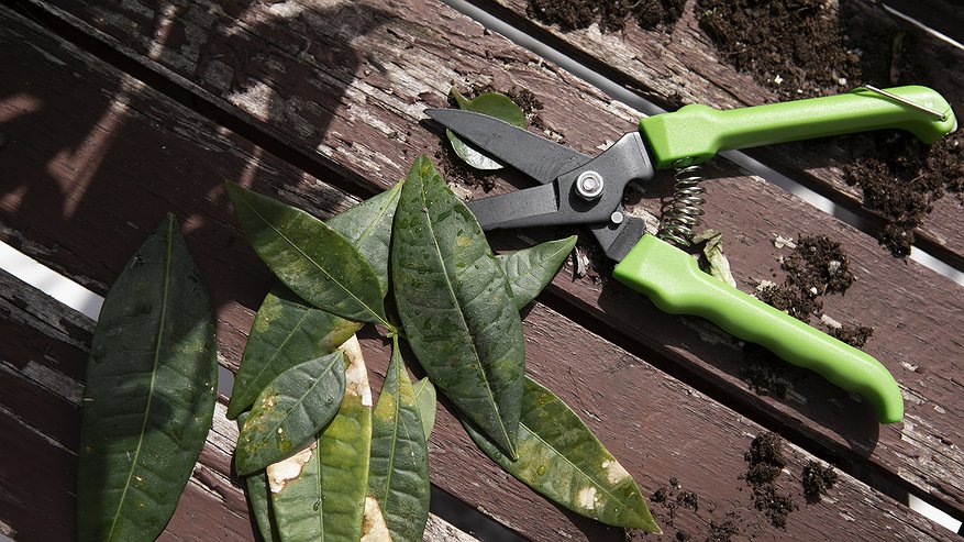 Главная картинка новости: Не выбрасывайте тупой секатор! Вот как вернуть ему остроту