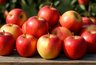 Миниатюра новости: Старинные методы хранения яблок: почему они лучше современных