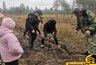 Миниатюра новости: Ученики Хреновской школы наездников высадили три тысячи сосен в Брагинском лесничестве