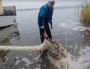 Сто тысяч мальков сазана и толстолобика выпустили в Воронежское водохранилище