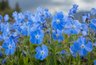 Миниатюра новости: Осенняя посадка многолетников: чтобы весной сад сиял голубым