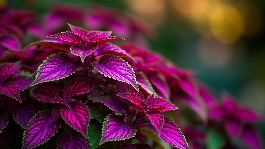 Главная картинка новости: Не цветет, но глаз не отвести: почему колеус стал популярным у цветоводов