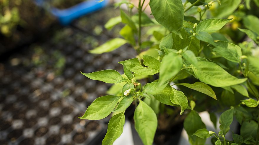 Главная картинка новости: Не просто красивые: 3 сорта мелкого перца, от которых вы будете в восторге