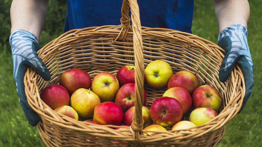 Главная картинка новости: Сохраняем яблоки и груши свежими до весны: метод, который действительно работает