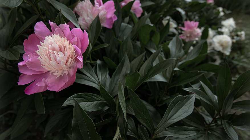 Главная картинка новости: Ищете пионы для переднего плана - обратите внимание на эти компактные сорта