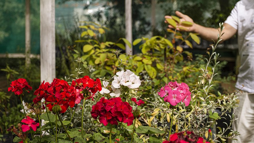 Главная картинка новости: Эти цветы сажают рядом с розами напрасно: 7 рискованных партнеров для вашей клумбы - ошибка, которая дорого обходится