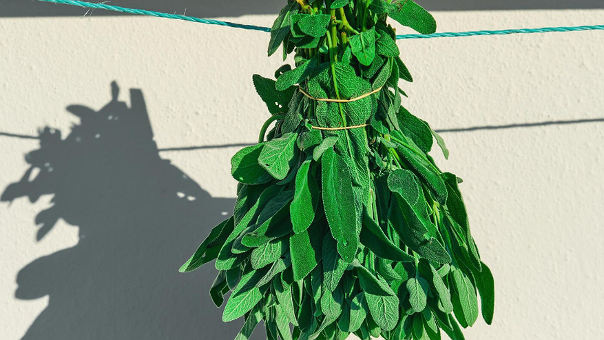 Главная картинка новости: Лавровый лист на подоконнике: как вырастить вечнозеленую приправу и очистить воздух