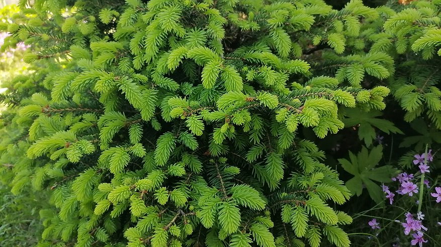 Главная картинка новости: Как вырастить карликовые елочки для хвойного уголка в вашем саду: делюсь своим опытом