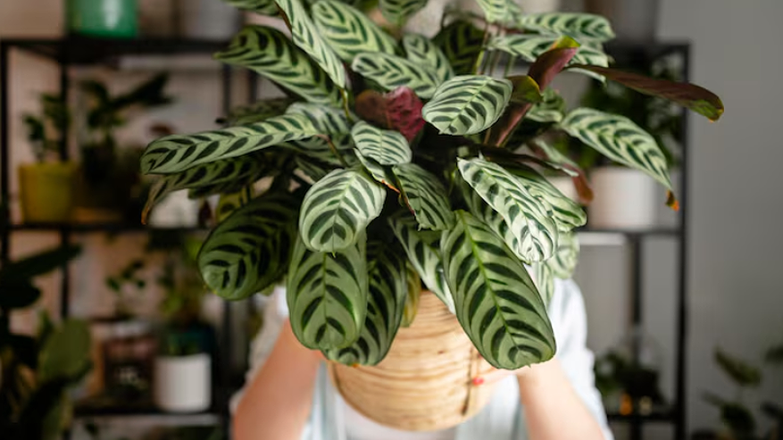 Главная картинка новости: Все выкидывают это, а я использую как удобрение замиокулькас - теперь весь в «жирной» листве: средство за копейки