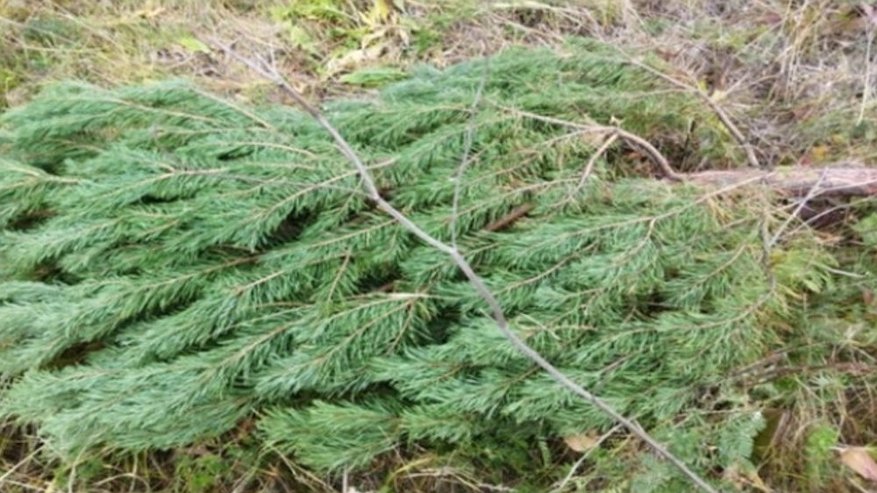 Главная картинка новости: В Новохопёрском лесничестве задержали «новогодних» лесорубов за спил 24 молодых сосен