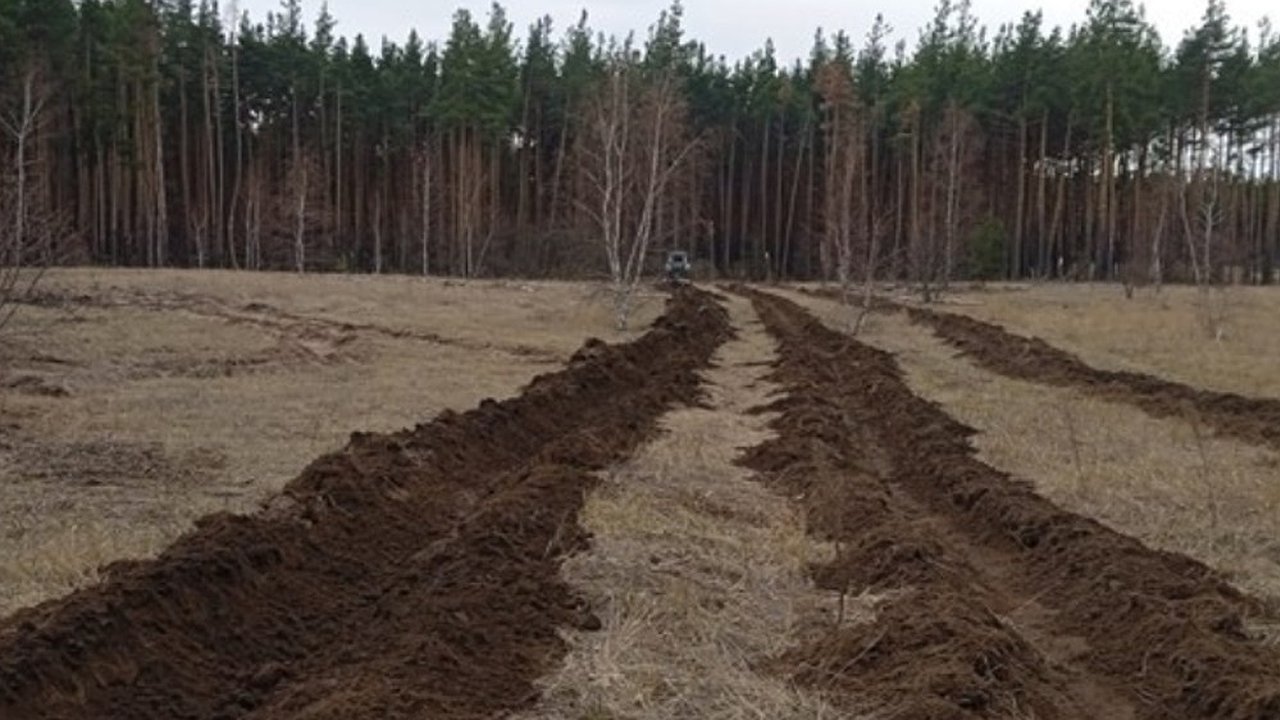 Главная картинка новости: В Воронежской области подготовили 1412 гектаров лесных участков для весенней посадки