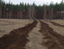 В Воронежской области подготовили 1412 гектаров лесных участков для весенней посадки
