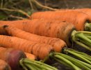 Не покупайте семена моркови, пока не прочитаете этот список. Личный рейтинг из 17 сортов, которые не подводят