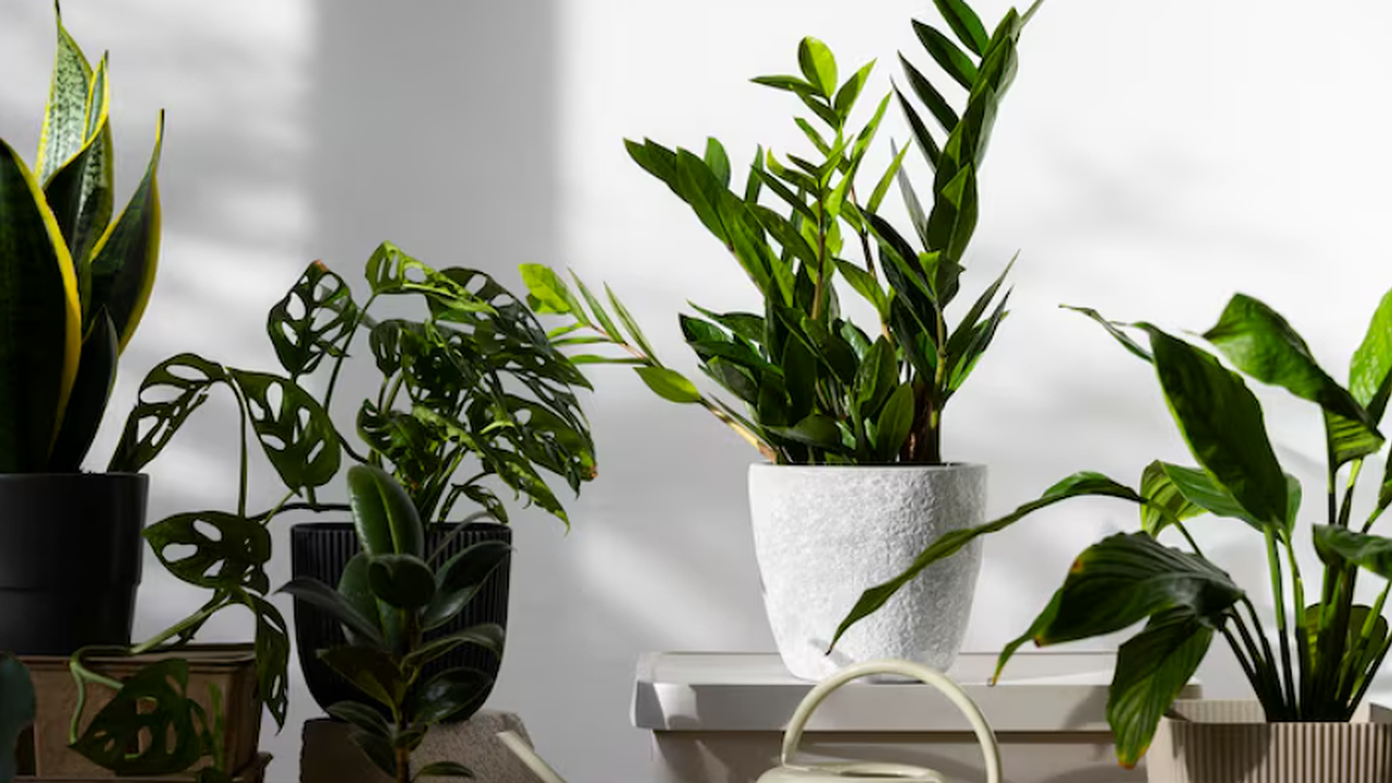 Главная картинка новости: Кормлю комнатные цветы отходами с кухни. Через 2 недели они цветут без перерыва