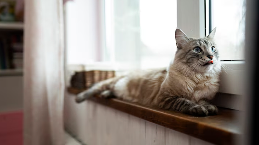 Главная картинка новости: Что на самом деле видит ваша кошка, глядя в окно: как обустроить место, чтобы питомец не скучал и не рисковал