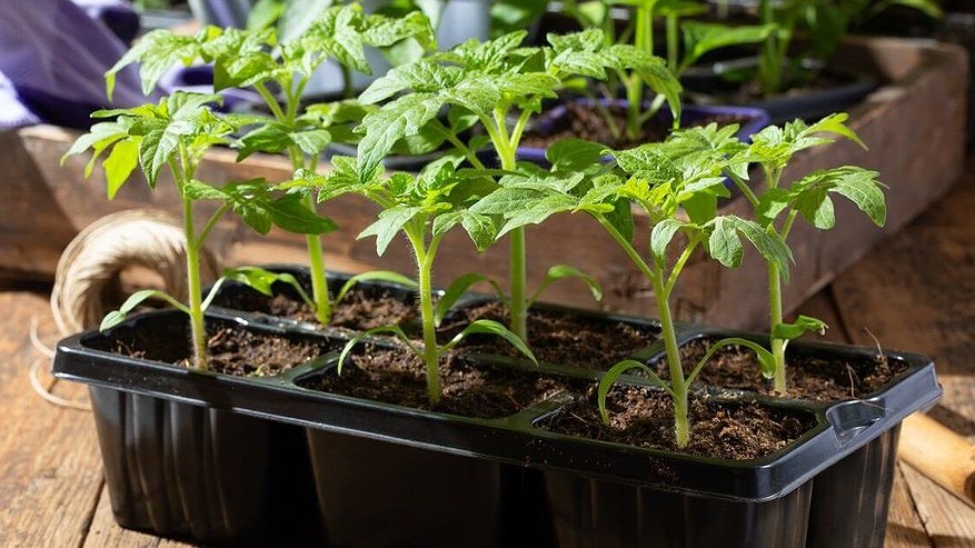 Главная картинка новости: Как посадить томаты позже, а урожай получить раньше: 3 действенных способа