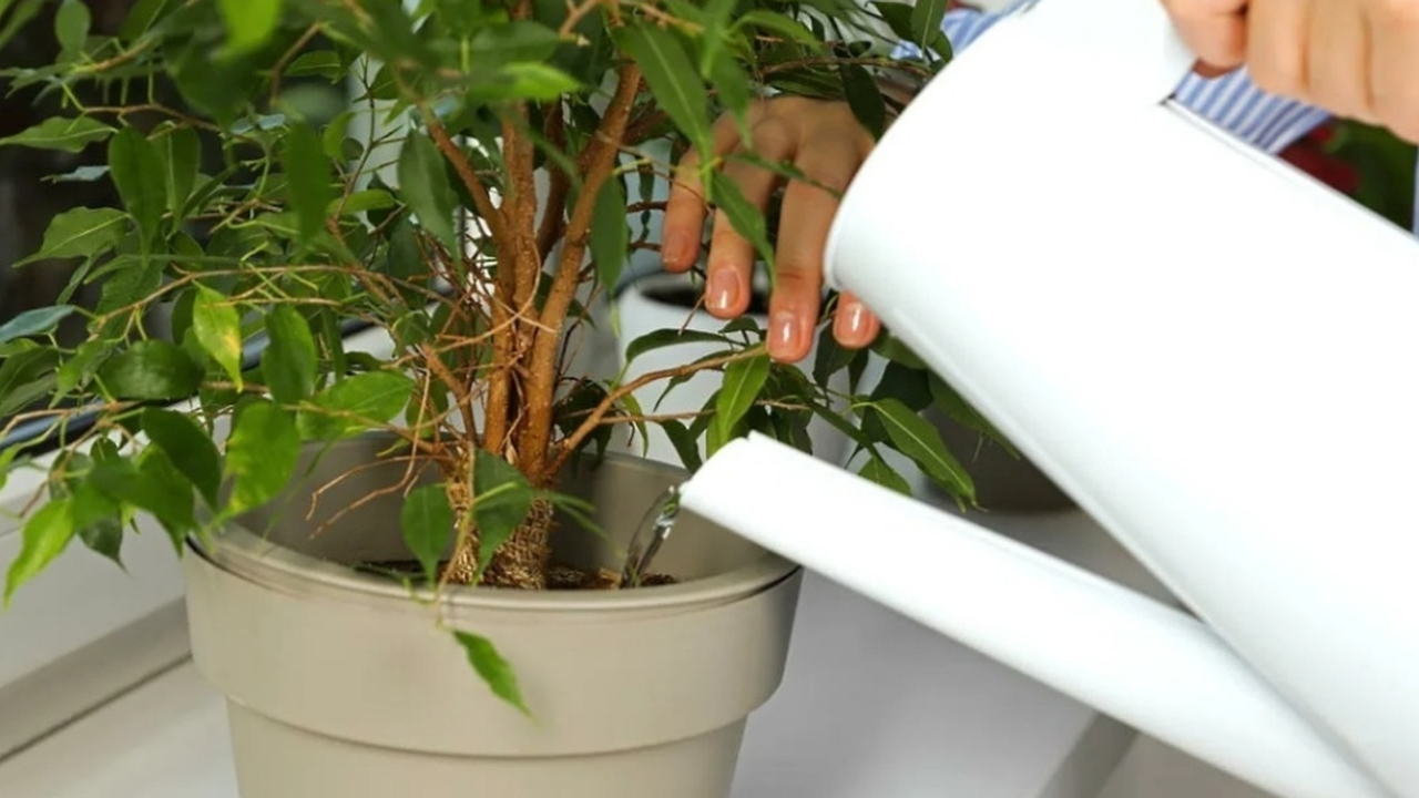 Главная картинка новости: Подкармливаю комнатный фикус зимой удобрением. Крона густеет за 2 недели