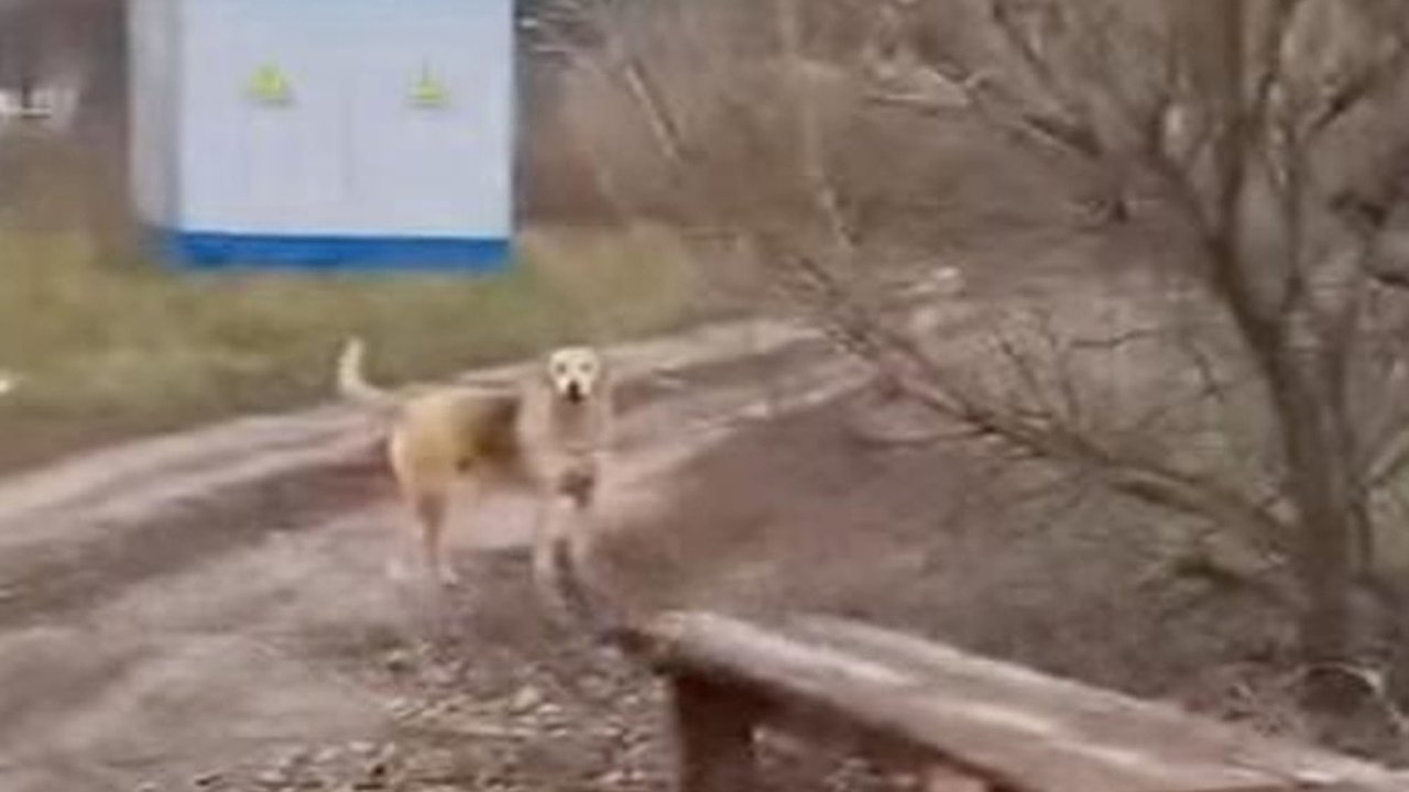 Главная картинка новости: Глава Следственного комитета потребовал отчёт по делу о бездомных собаках в Воронеже