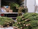 Новогодние сосны от воронежских лесников передали нуждающимся семьям и соцучреждениям