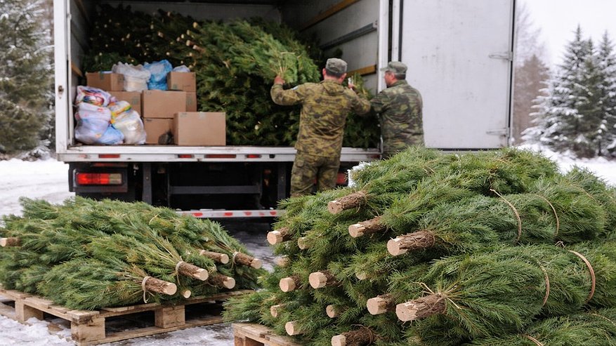 Главная картинка новости: Новогодние сосны от воронежских лесников передали нуждающимся семьям и соцучреждениям