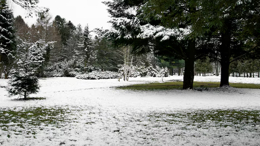 Главная картинка новости: Где встретить Новый год в России: теплые курорты или экстремальный мороз? Прогноз на 31 декабря