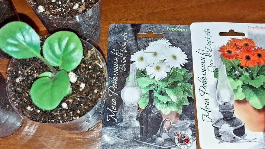 Главная картинка новости: Что надо сеять в конце Декабря и начале Января. Лучшие однолетники и многолетники для раннего посева