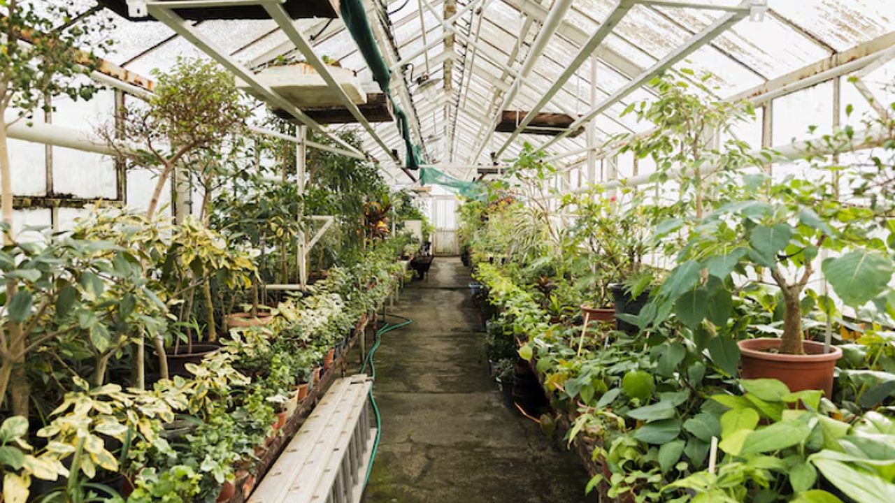 Главная картинка новости: Почему опытные садоводы ставят в теплицу банку со свечой не для тепла