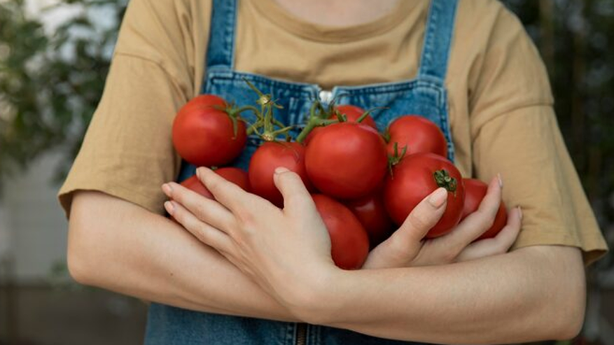Главная картинка новости: Собрал 3 кг помидоров с куста вместо обещанных 15. Эти 5 сортов не подводят никогда