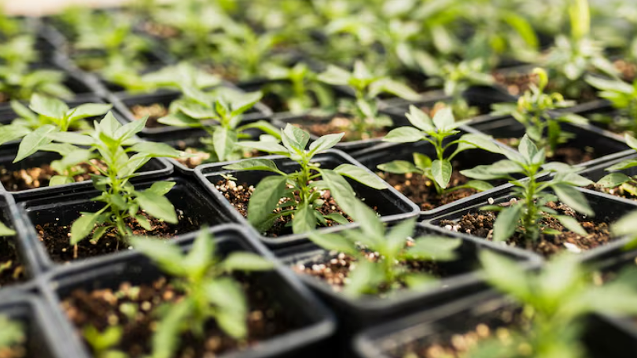 Главная картинка новости: Как губка для посуды спасает рассаду перцев: забытый принцип проращивания