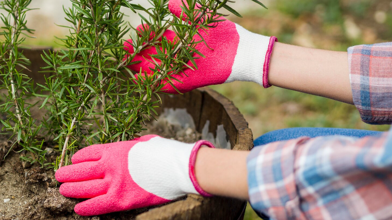 Главная картинка новости: Возьмите гвоздь для дерева: улучшите урожайность садовых растений