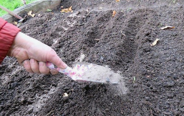 5 овощей, которые я высаживаю под зиму уже 15 лет. Весной собираю урожай на месяц раньше всех