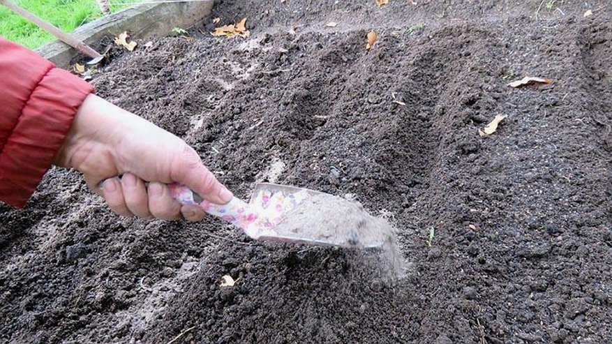 Главная картинка новости: 5 овощей, которые я высаживаю под зиму уже 15 лет. Весной собираю урожай на месяц раньше всех