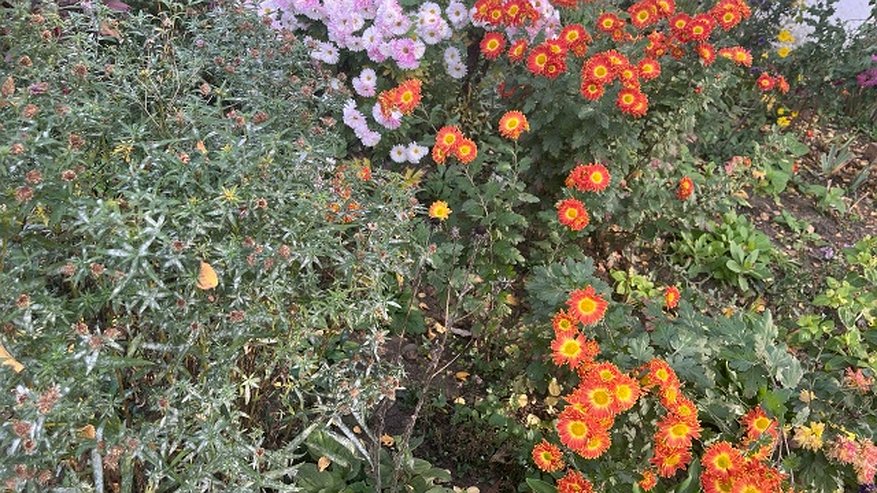 Главная картинка новости: Сажайте сразу в землю: 12 цветов, которые не нужно выращивать на подоконнике