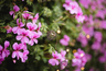 Миниатюра новости: Вейгела, которая цветёт всё лето. Как один куст меняет сад