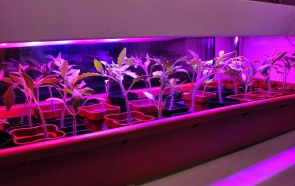 План посевов на февраль: 7 культур, для которых уже пора готовить ящики