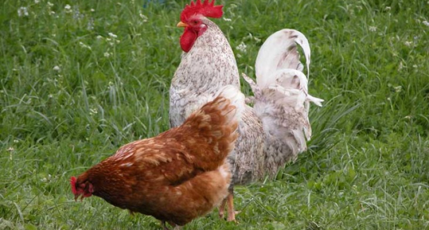 Деревенский детектив: в Воронежской области сотрудник уголовного розыска раскрыл кражу 14 курочек и петуха