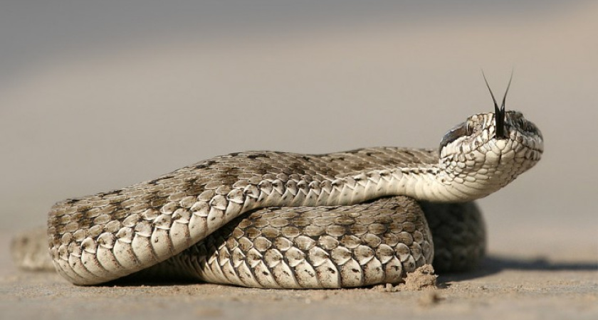 В Воронежской области после укуса гадюки девочка попала в реанимацию