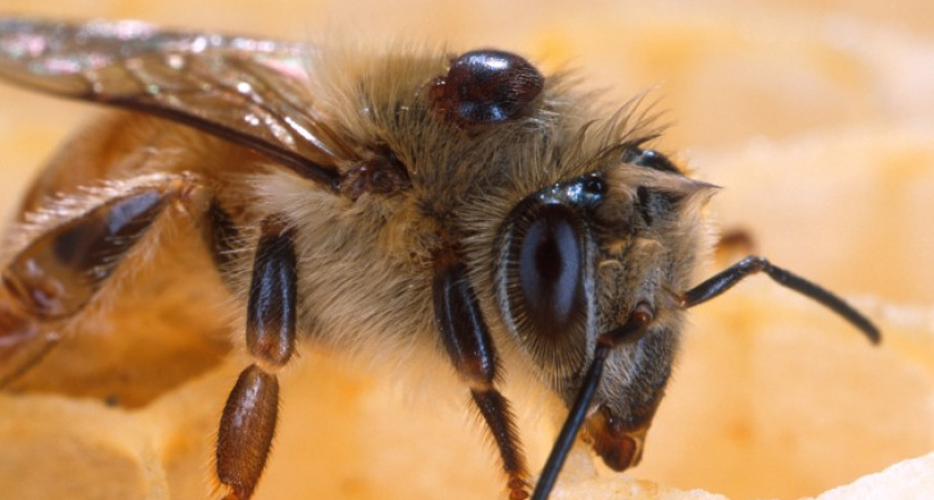 В Воронежской области двое молодых людей украли пчел, чтобы стать пасечниками